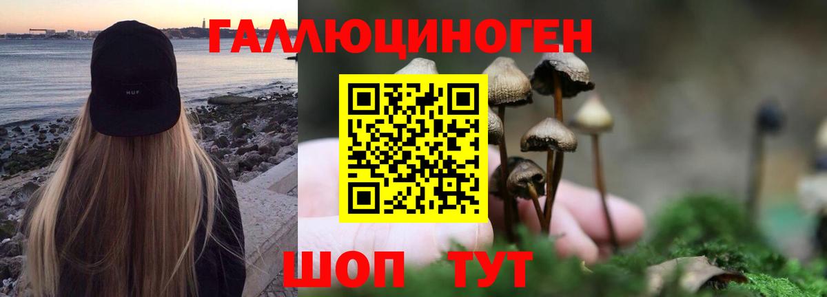 Псилоцибиновые грибы Psilocybe Нерюнгри